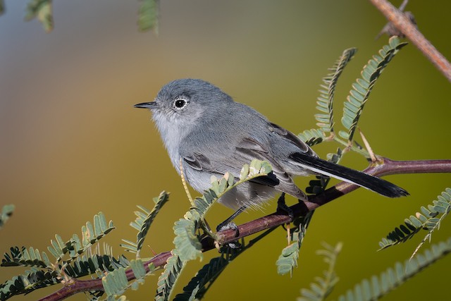 Blue-gray Gnatcatcher - eBird