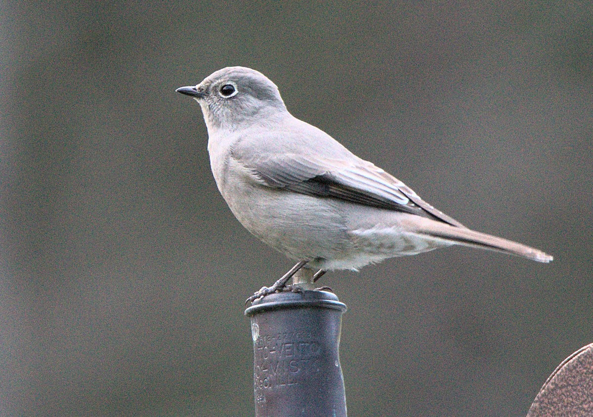 Townsend's Solitaire - Kerry Loux