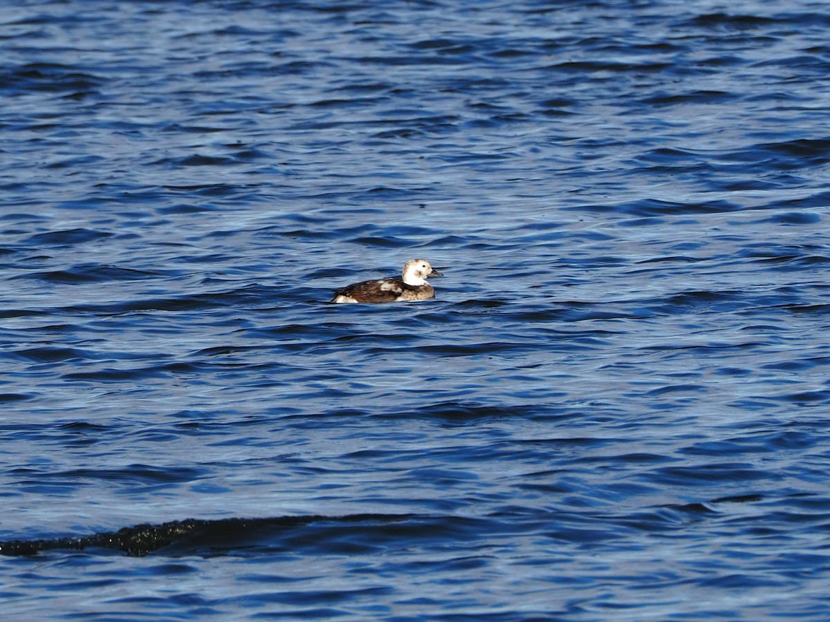Long-tailed Duck - ML280808421