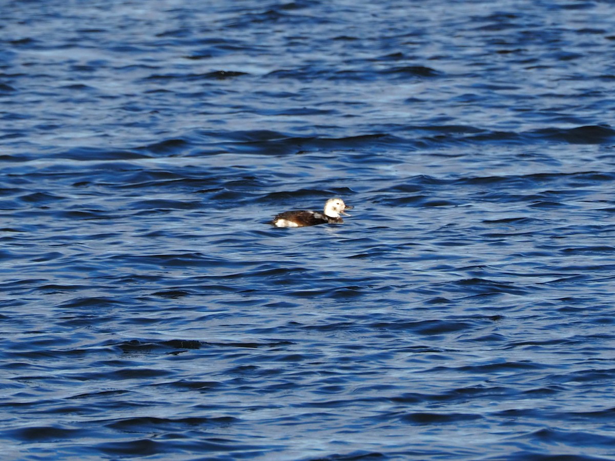 Long-tailed Duck - ML280808441