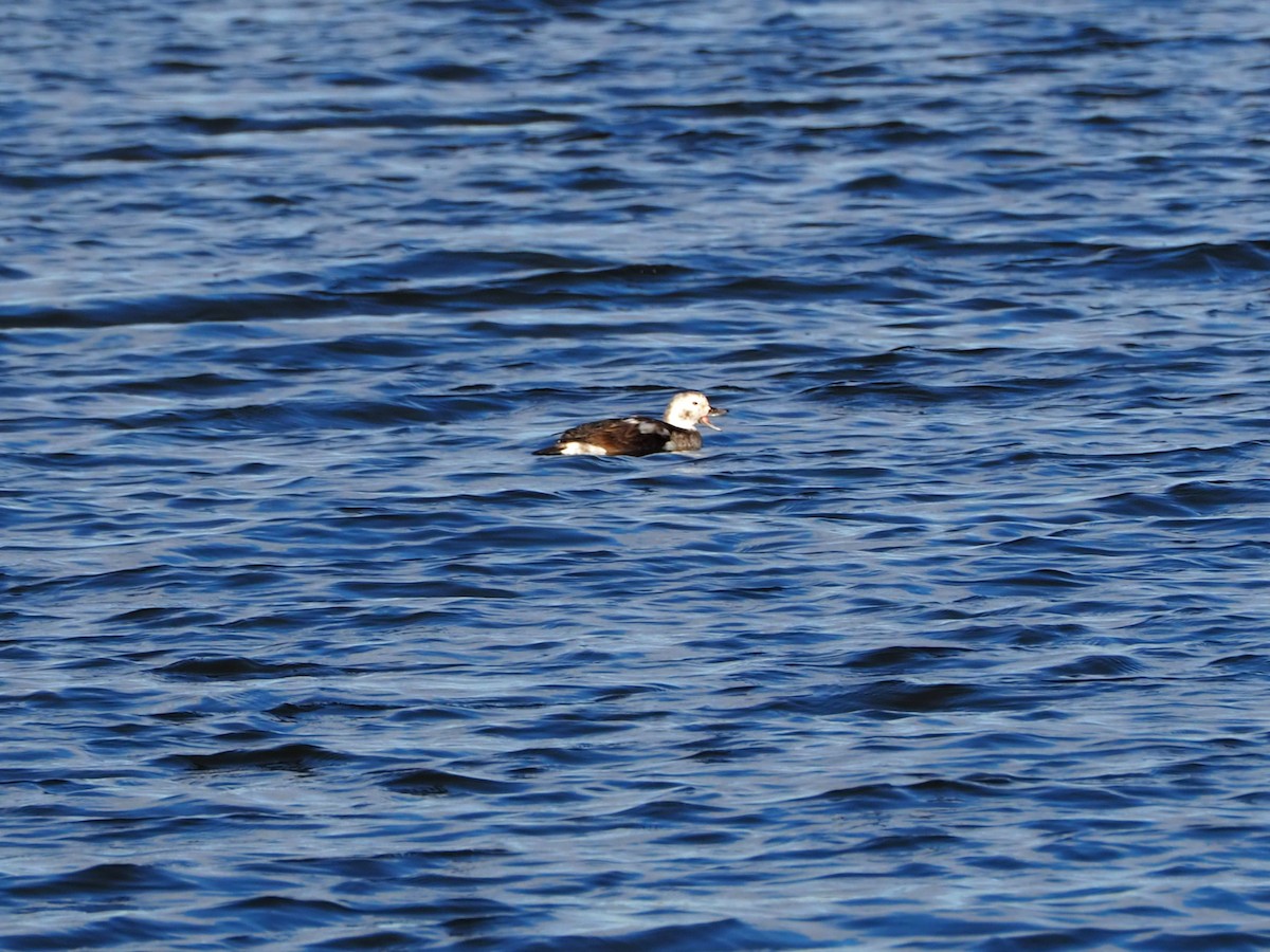 Long-tailed Duck - ML280808461