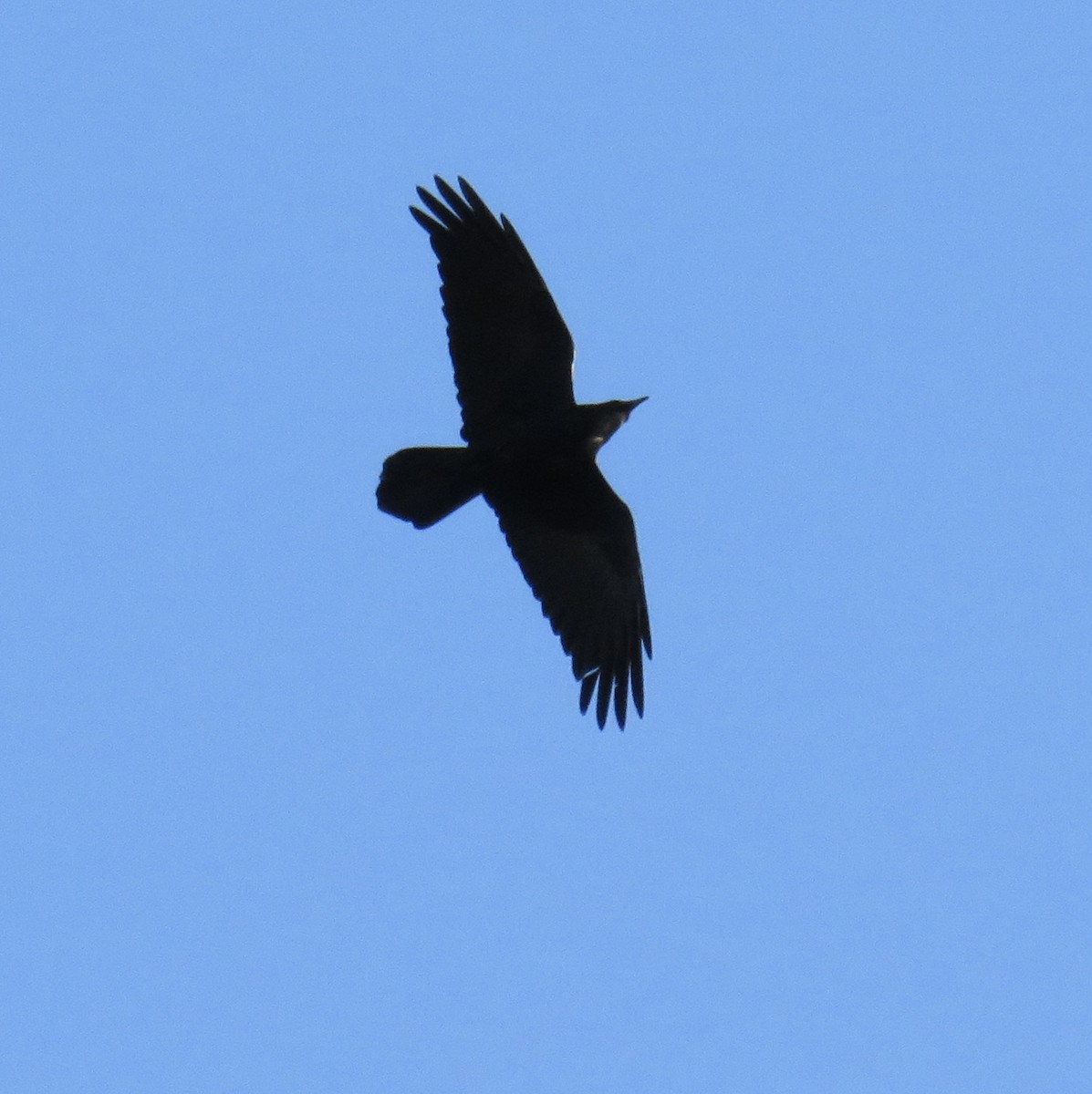 Common Raven - ML280812271