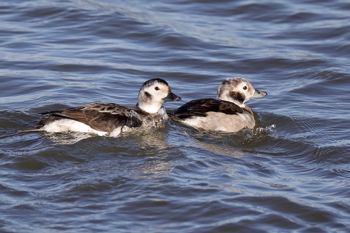 Long-tailed Duck - ML280813301