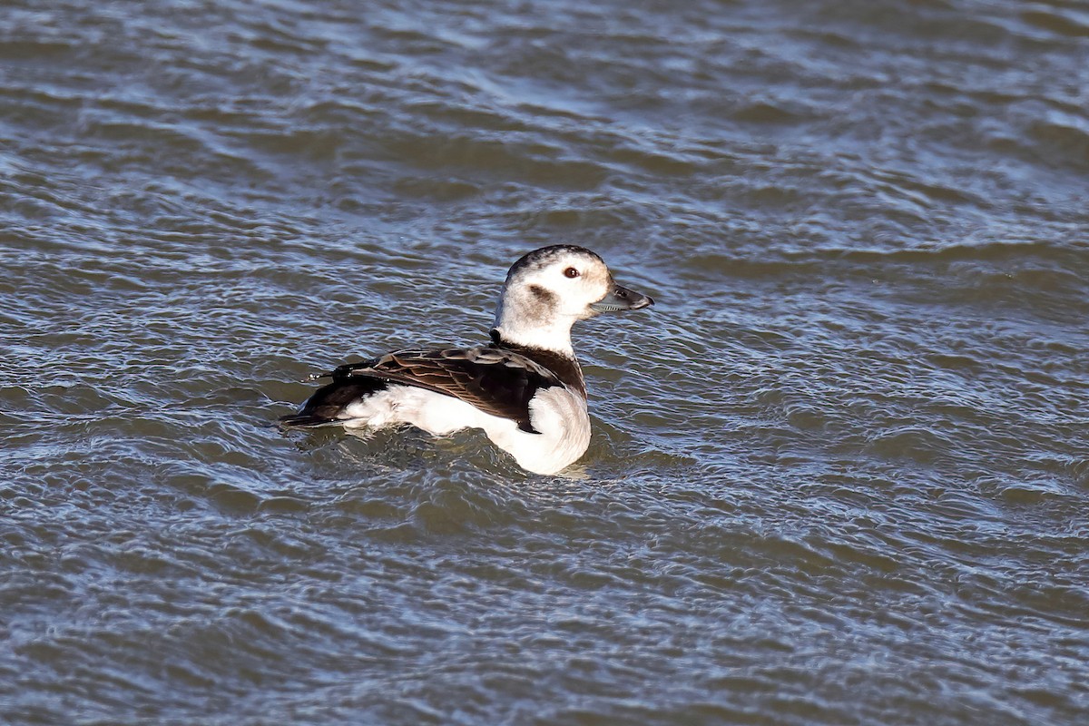 Long-tailed Duck - ML280813311