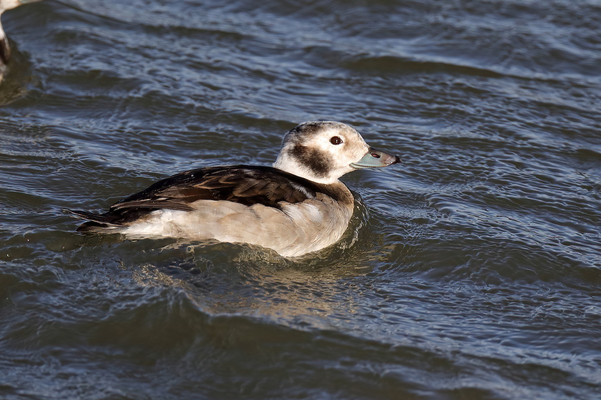 Long-tailed Duck - ML280813321