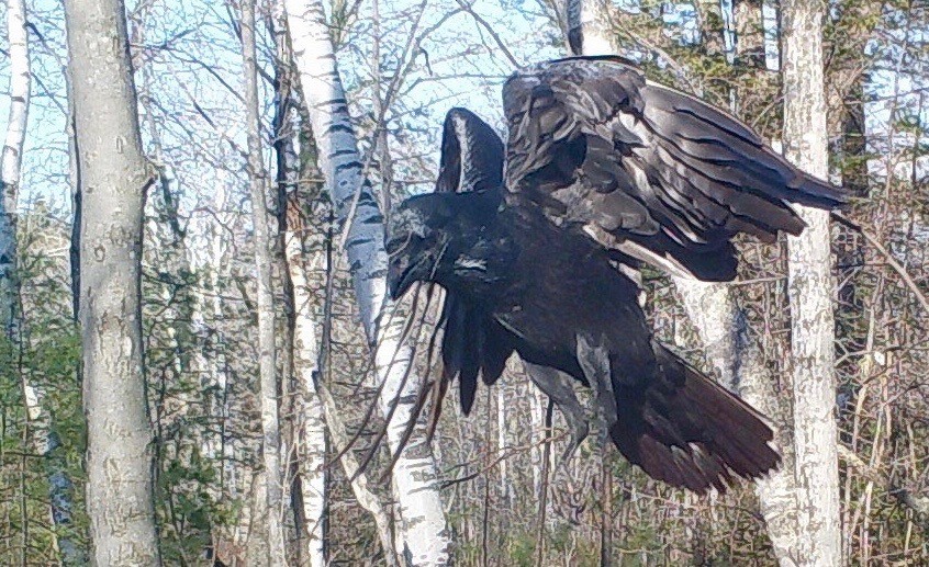 Common Raven - ML280815821