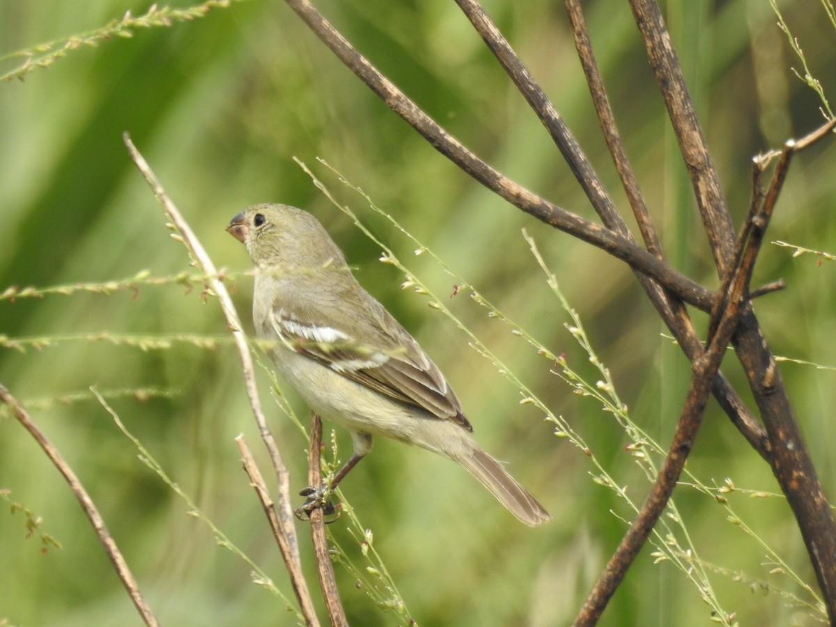 Drab Seedeater - ML280825241
