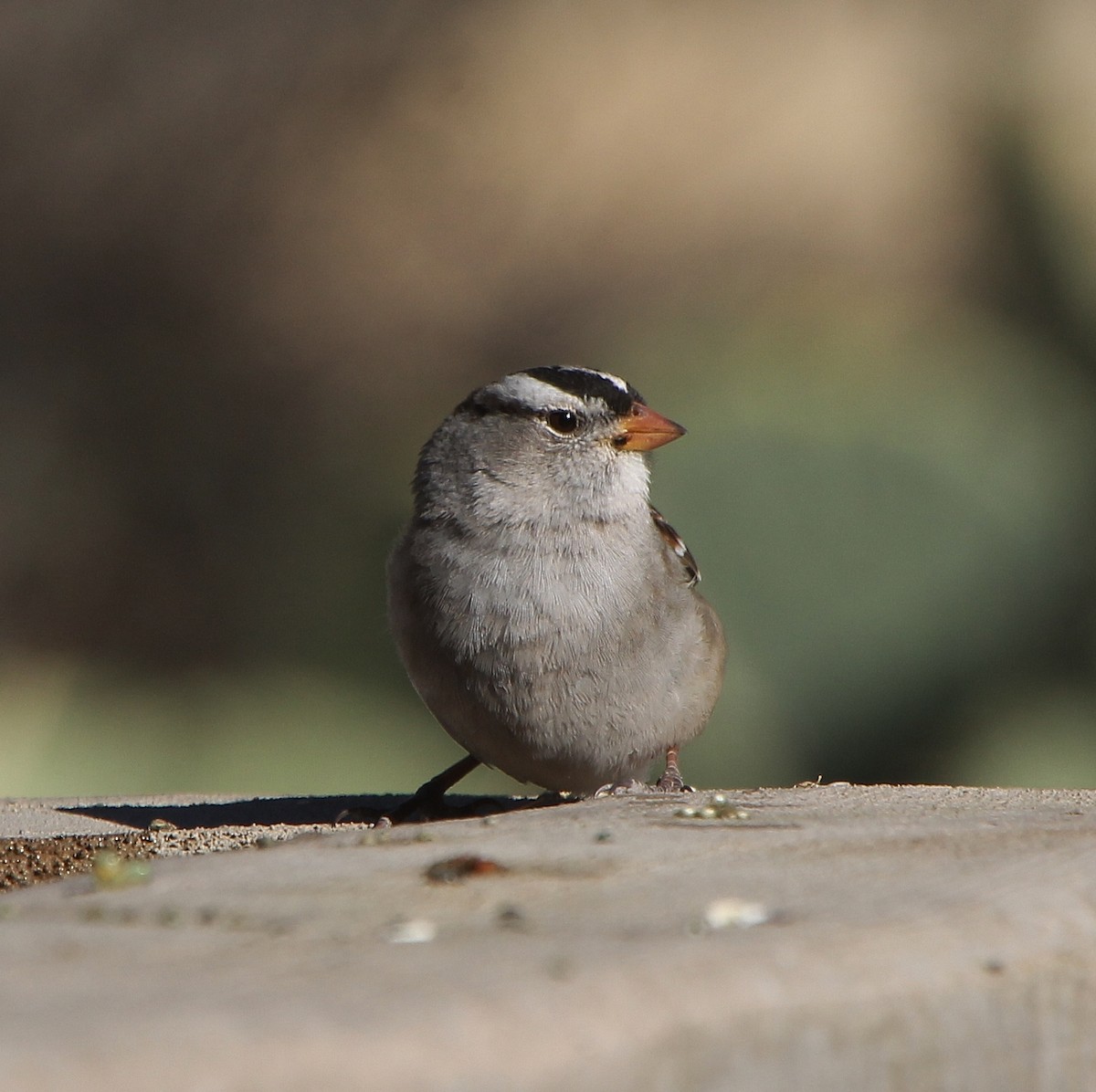 White-crowned Sparrow - ML280830091