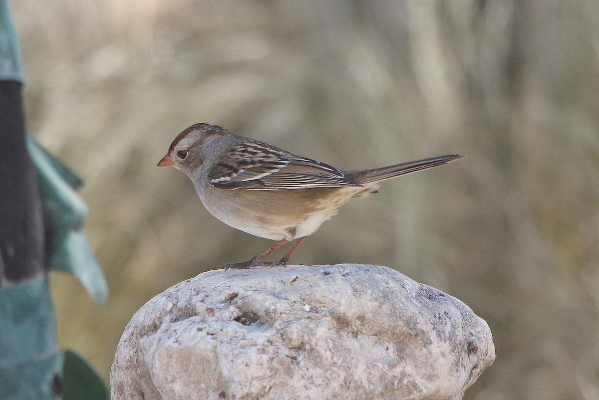 White-crowned Sparrow - ML280830141