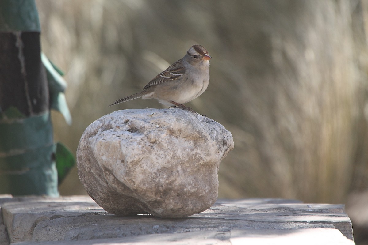 White-crowned Sparrow - Tripp Davenport