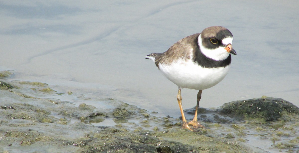 Semipalmated Plover - ML28083021