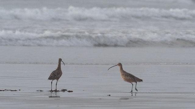 Long-billed Curlew - ML280833851