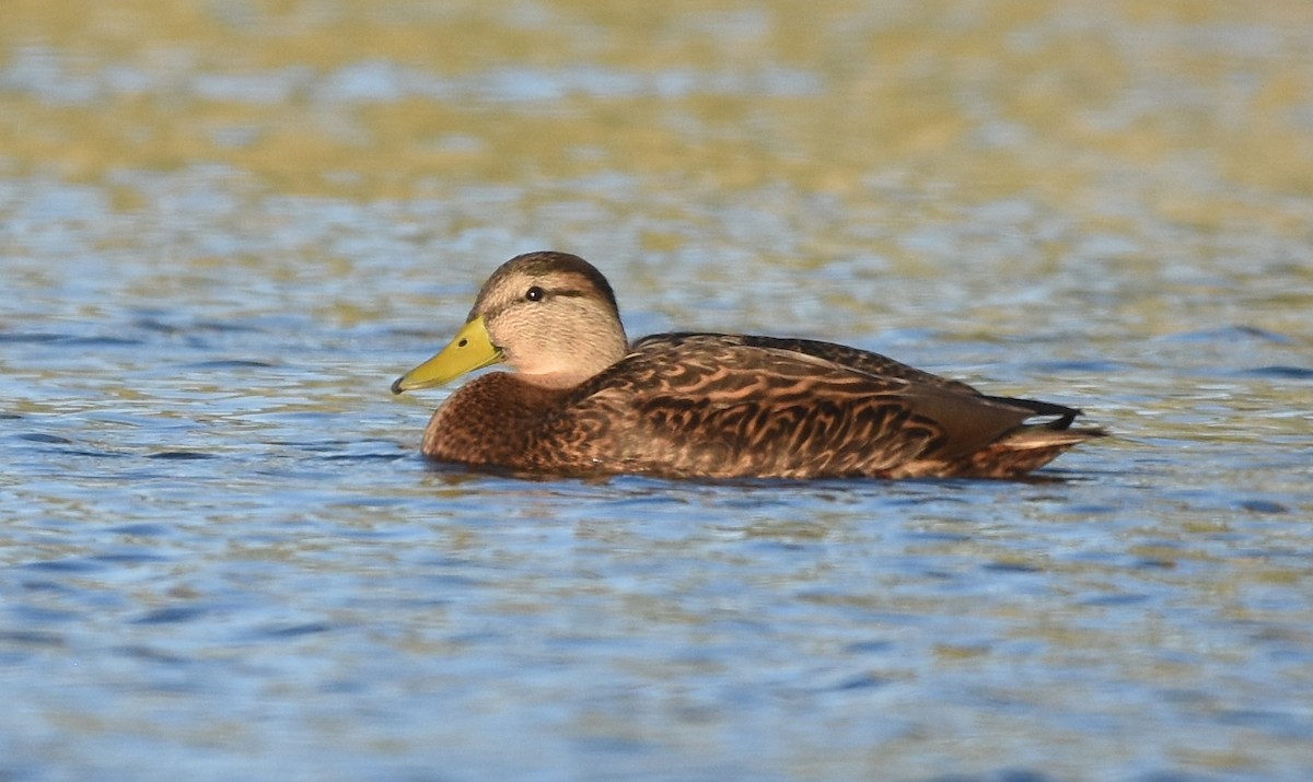 Mexican Duck - ML280836811