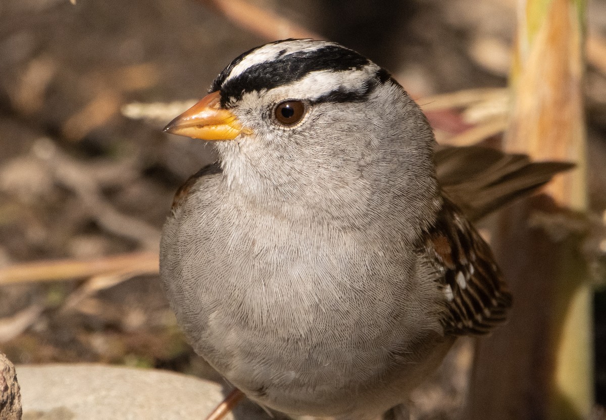 White-crowned Sparrow - Liam Huber
