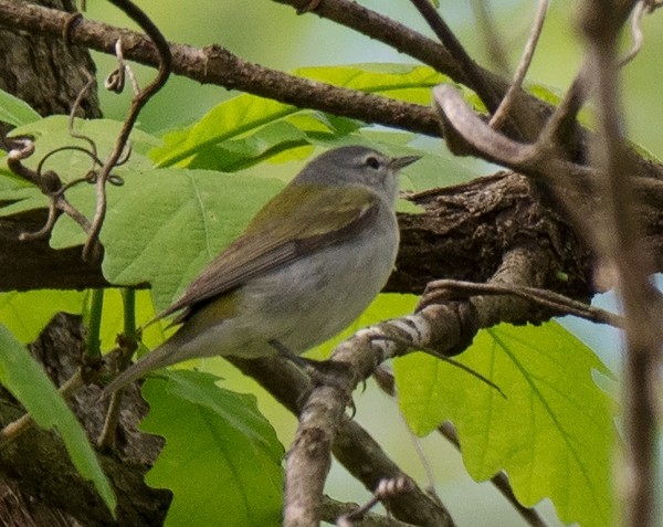 Tennessee Warbler - Jack and Shirley Foreman