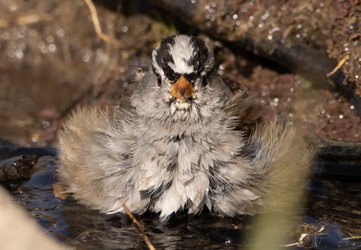 White-crowned Sparrow - ML280837731