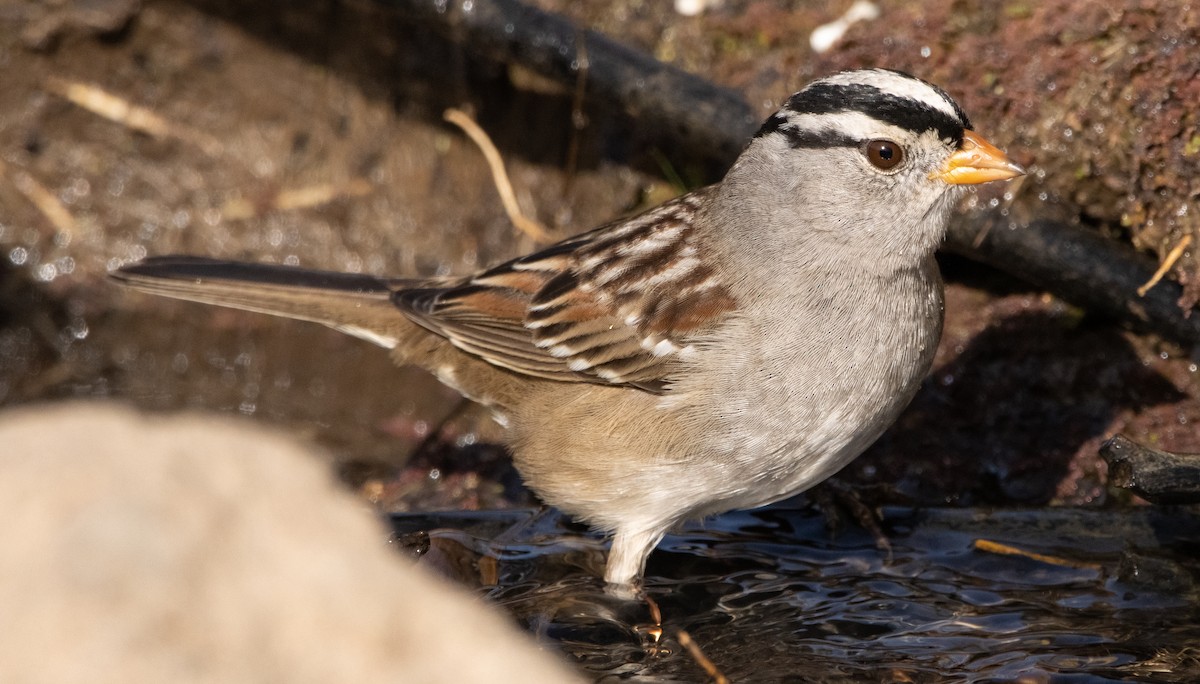 White-crowned Sparrow - Liam Huber