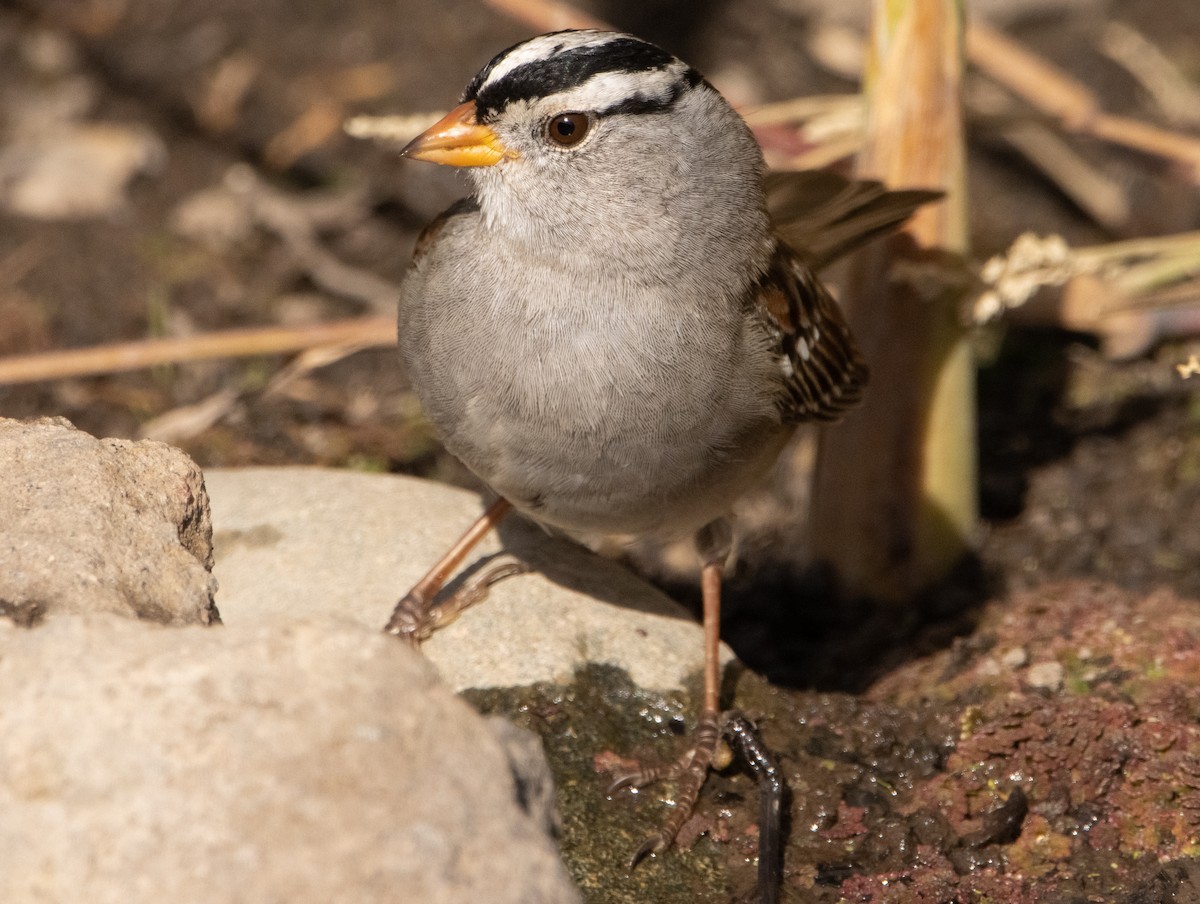 White-crowned Sparrow - ML280837871