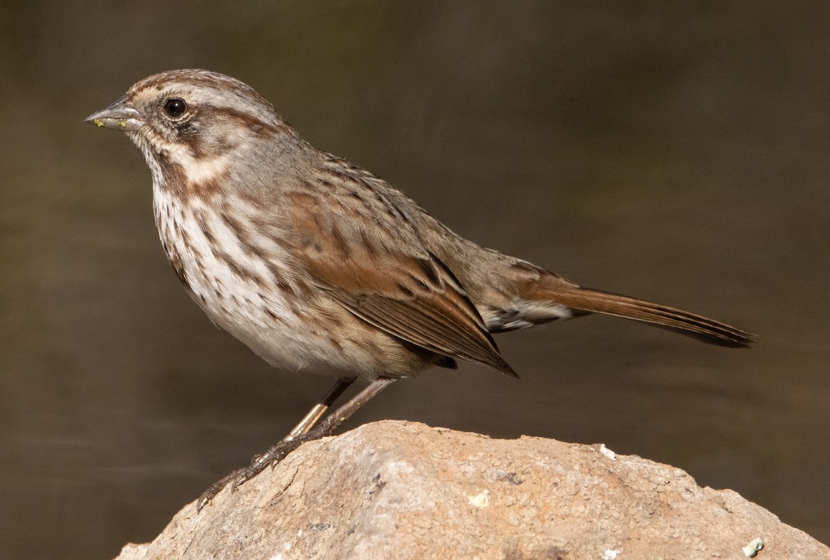 Song Sparrow - Liam Huber
