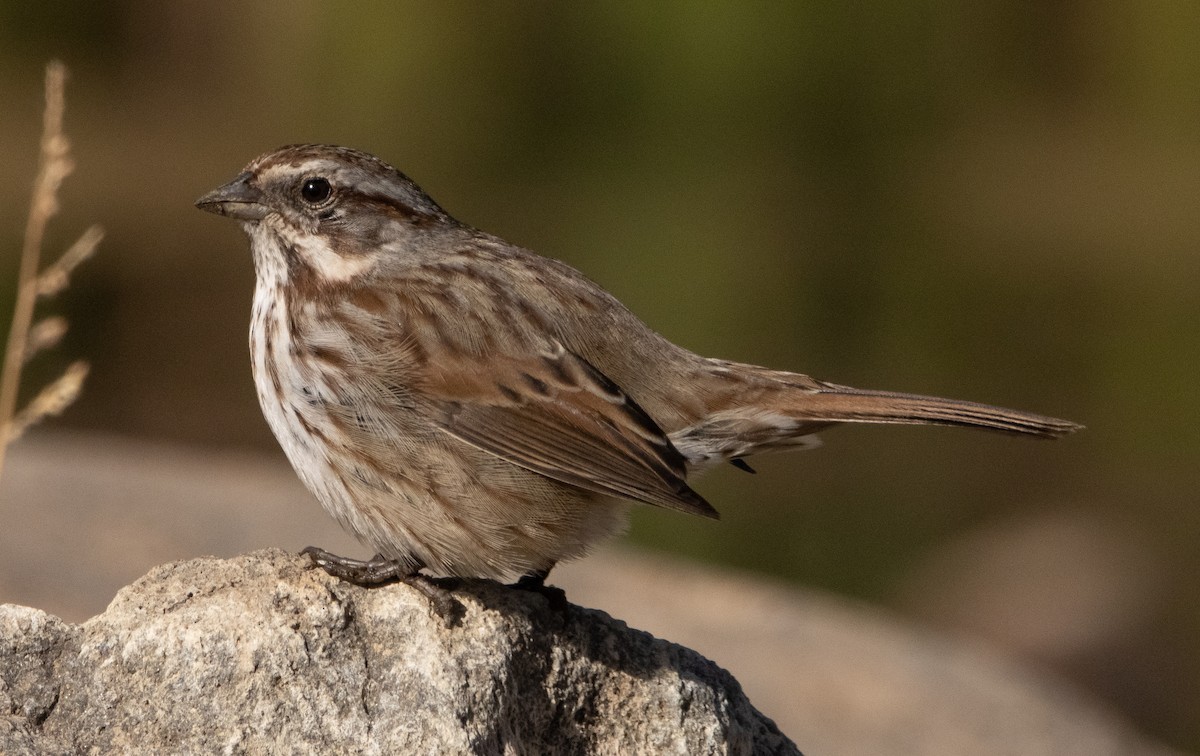 Song Sparrow - Liam Huber