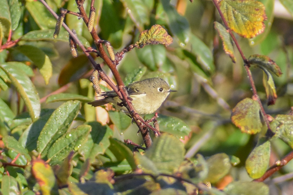 Ruby-crowned Kinglet - Kate E Magoon
