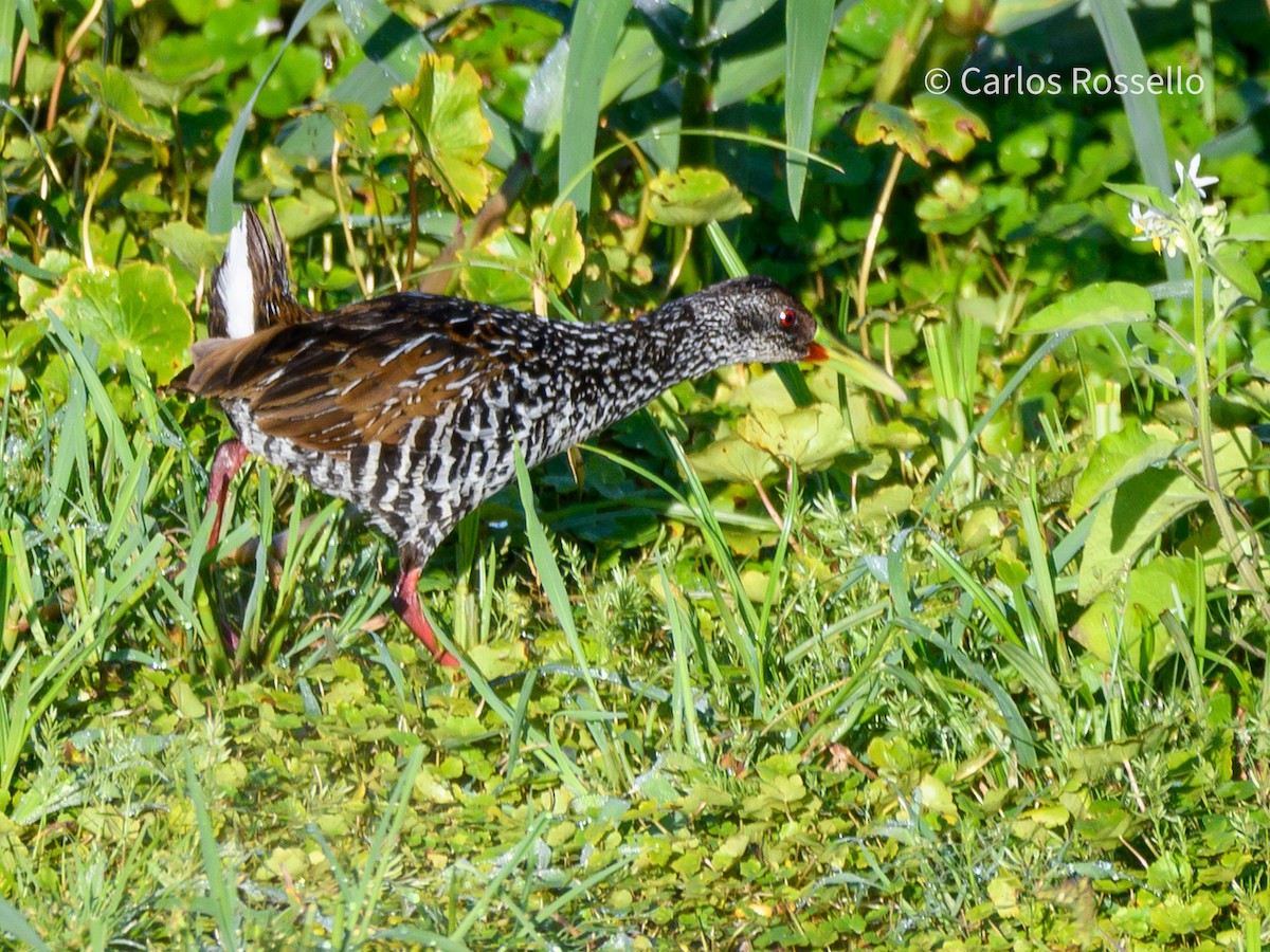 Spotted Rail - ML280842911
