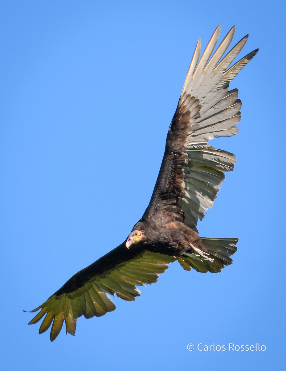 Lesser Yellow-headed Vulture - ML280844511