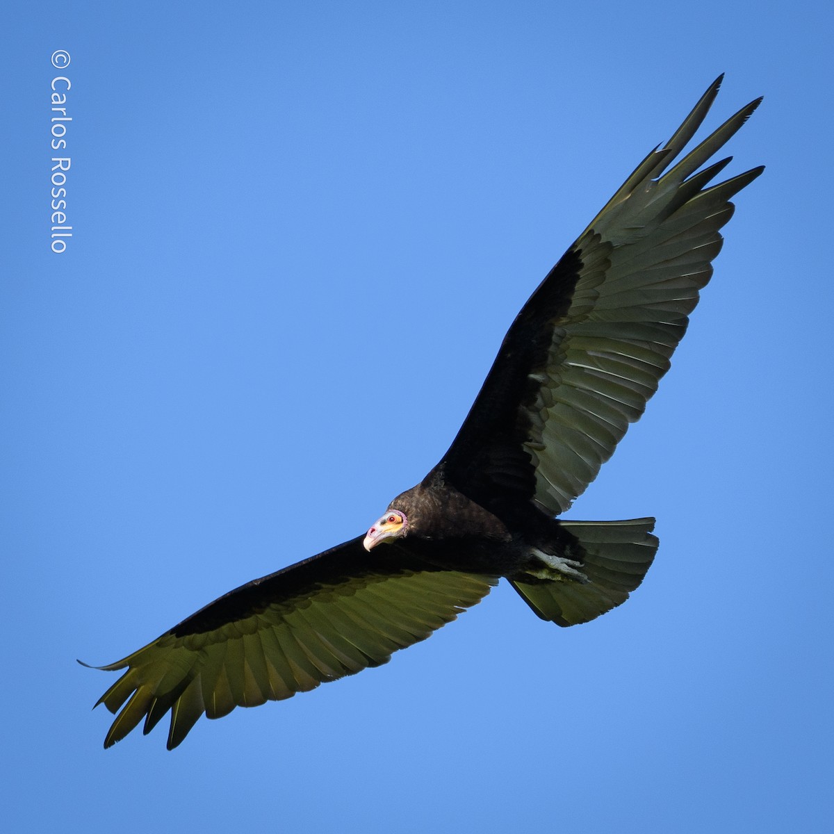Lesser Yellow-headed Vulture - ML280844551