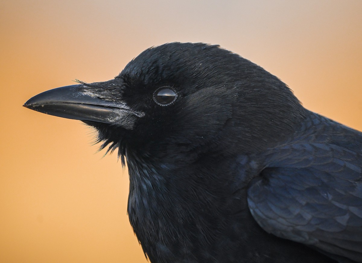 American Crow - Anonymous