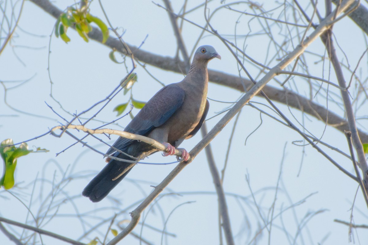 Pale-capped Pigeon - ML280852671