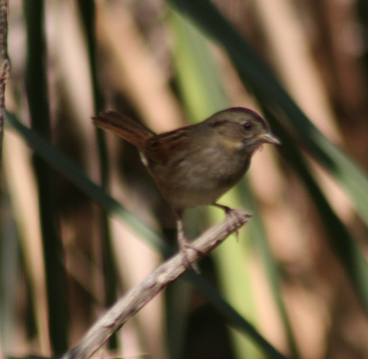 Swamp Sparrow - ML280853361