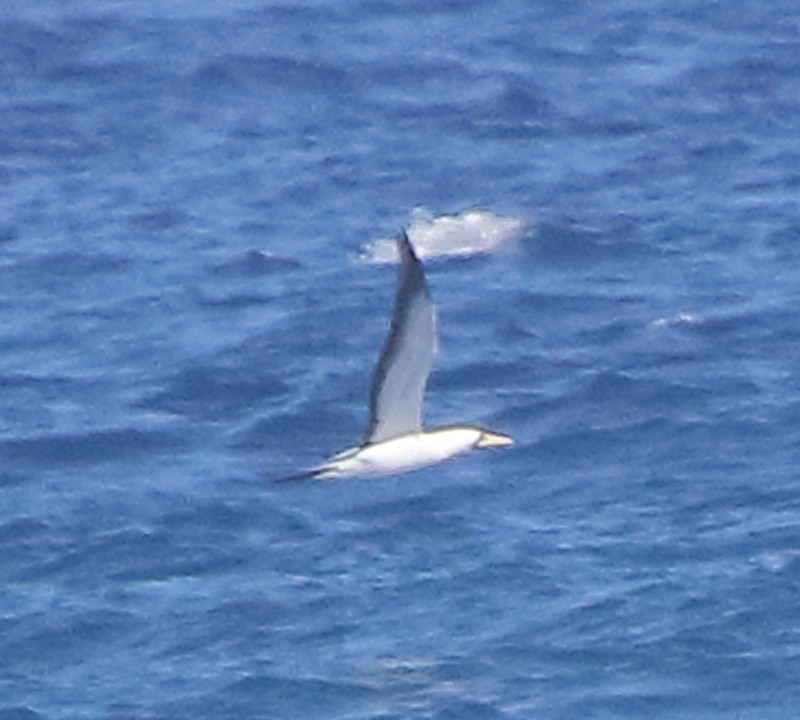 Masked Booby - ML280855541