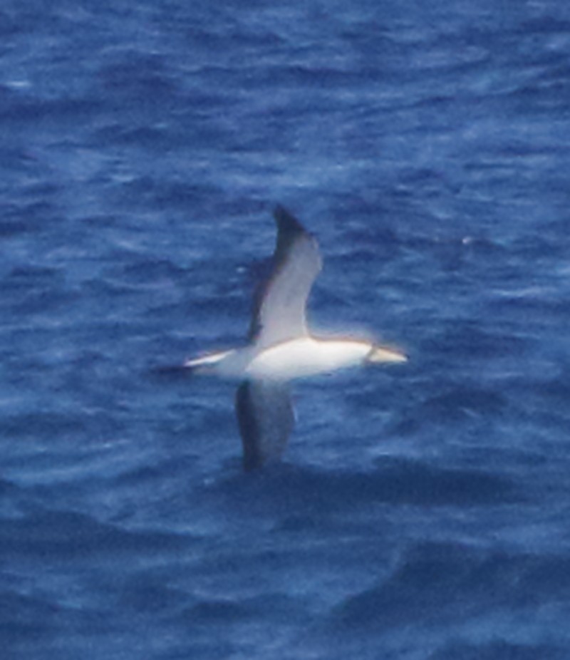 Masked Booby - ML280855551