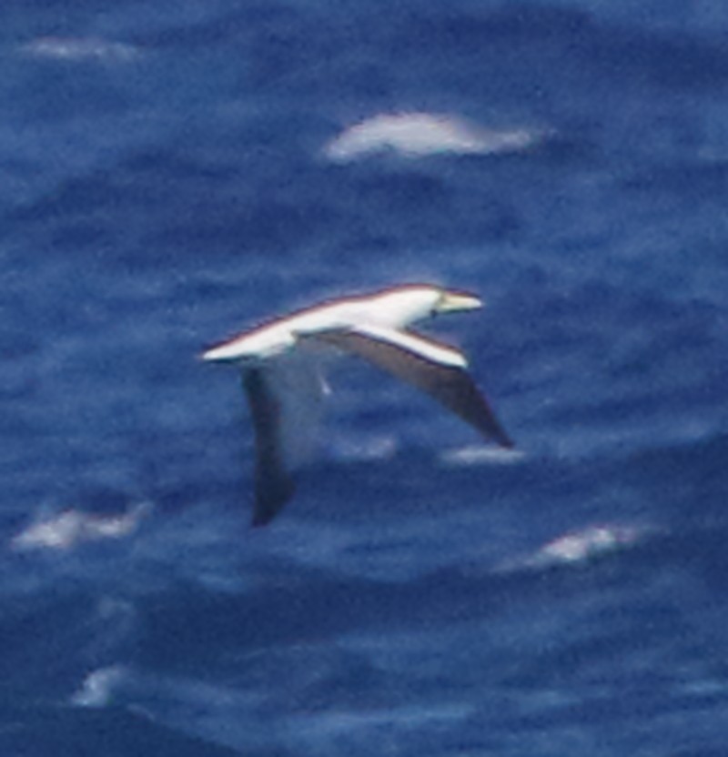 Masked Booby - ML280855561