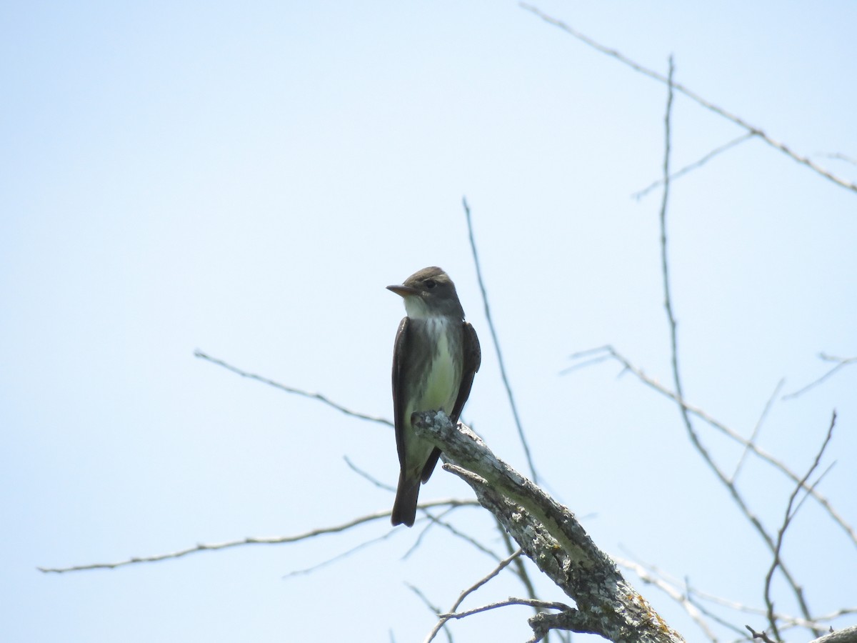 Olive-sided Flycatcher - Ray Allen