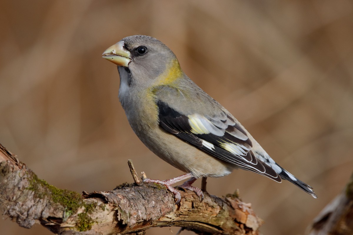 Evening Grosbeak - ML280859221