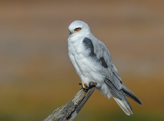 White-tailed Kite