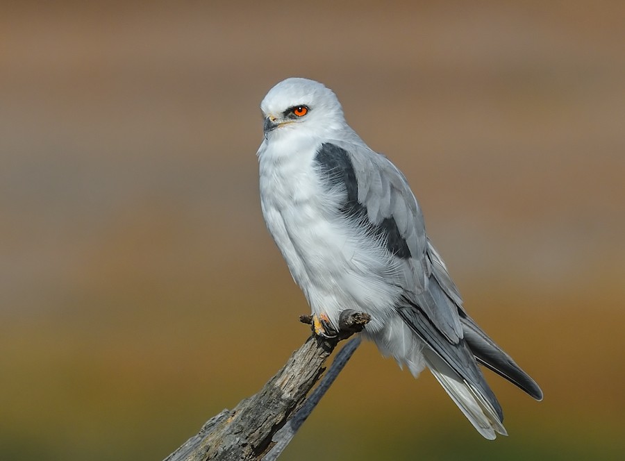 White-tailed Kite