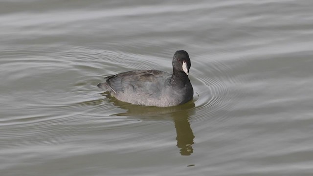 American Coot (Red-shielded) - ML280864651
