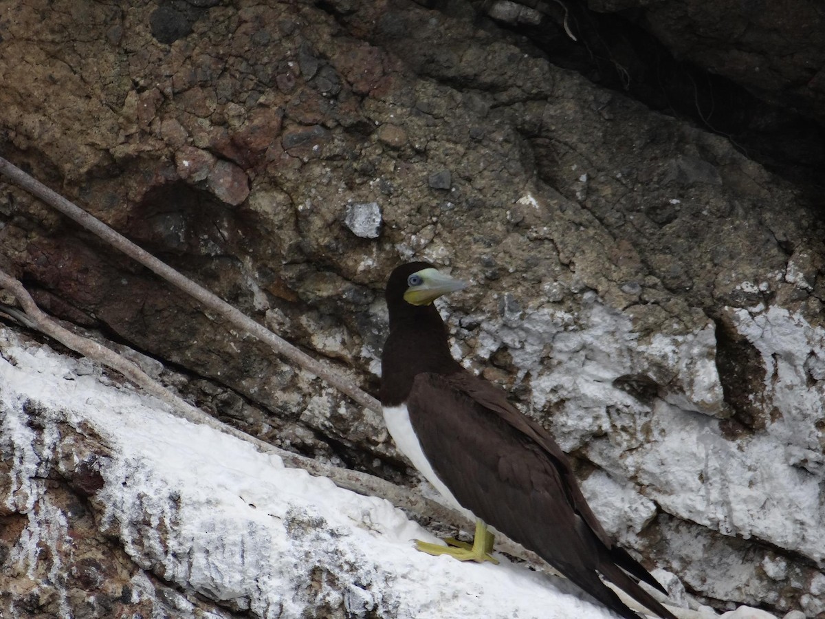 Brown Booby - ML28087051