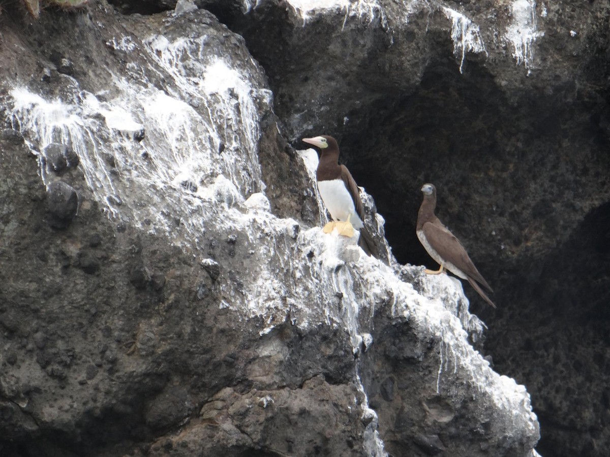 Brown Booby - ML28087071