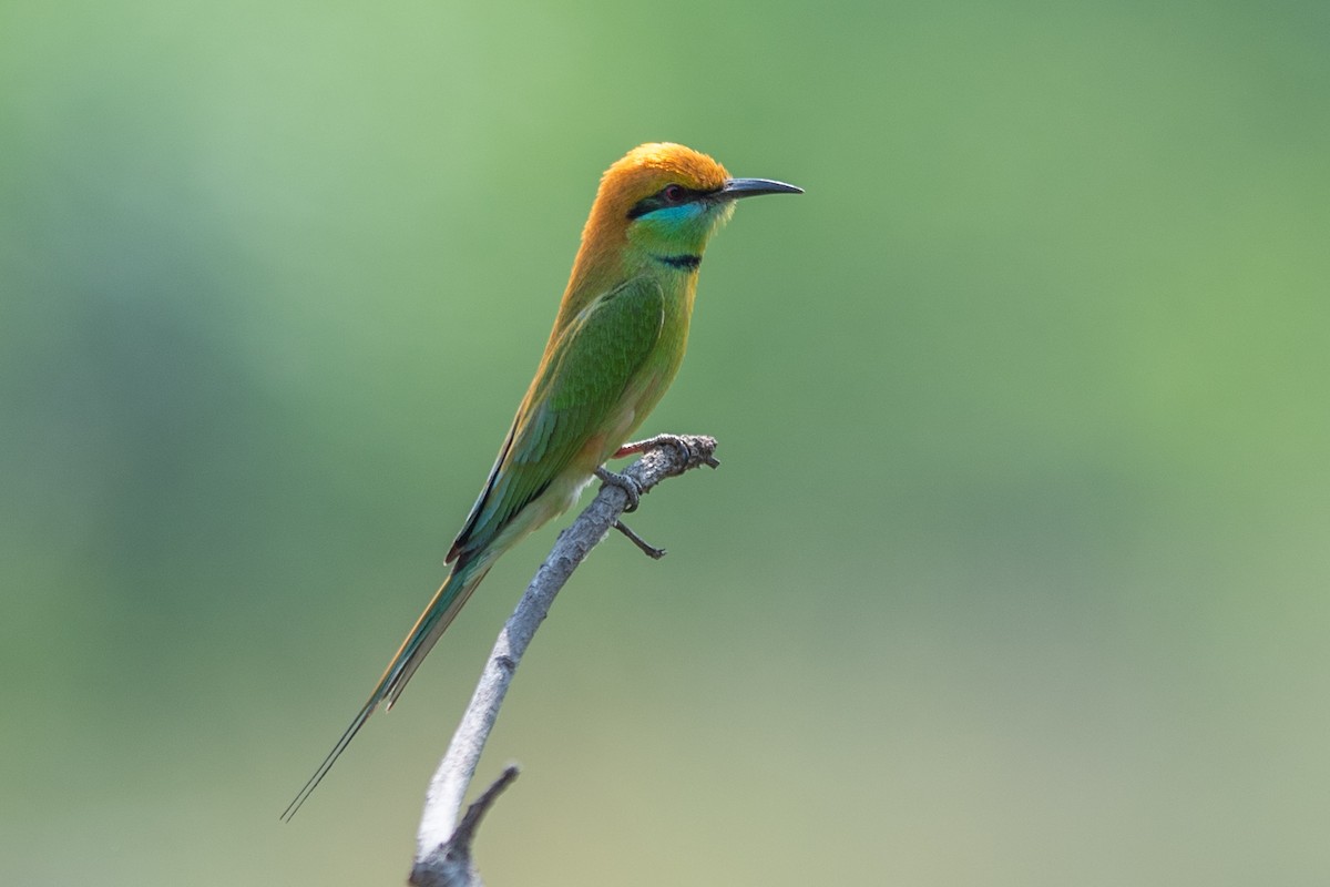 Asian Green Bee-eater - ML280877621