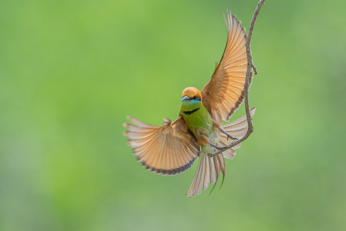 Asian Green Bee-eater - ML280877631