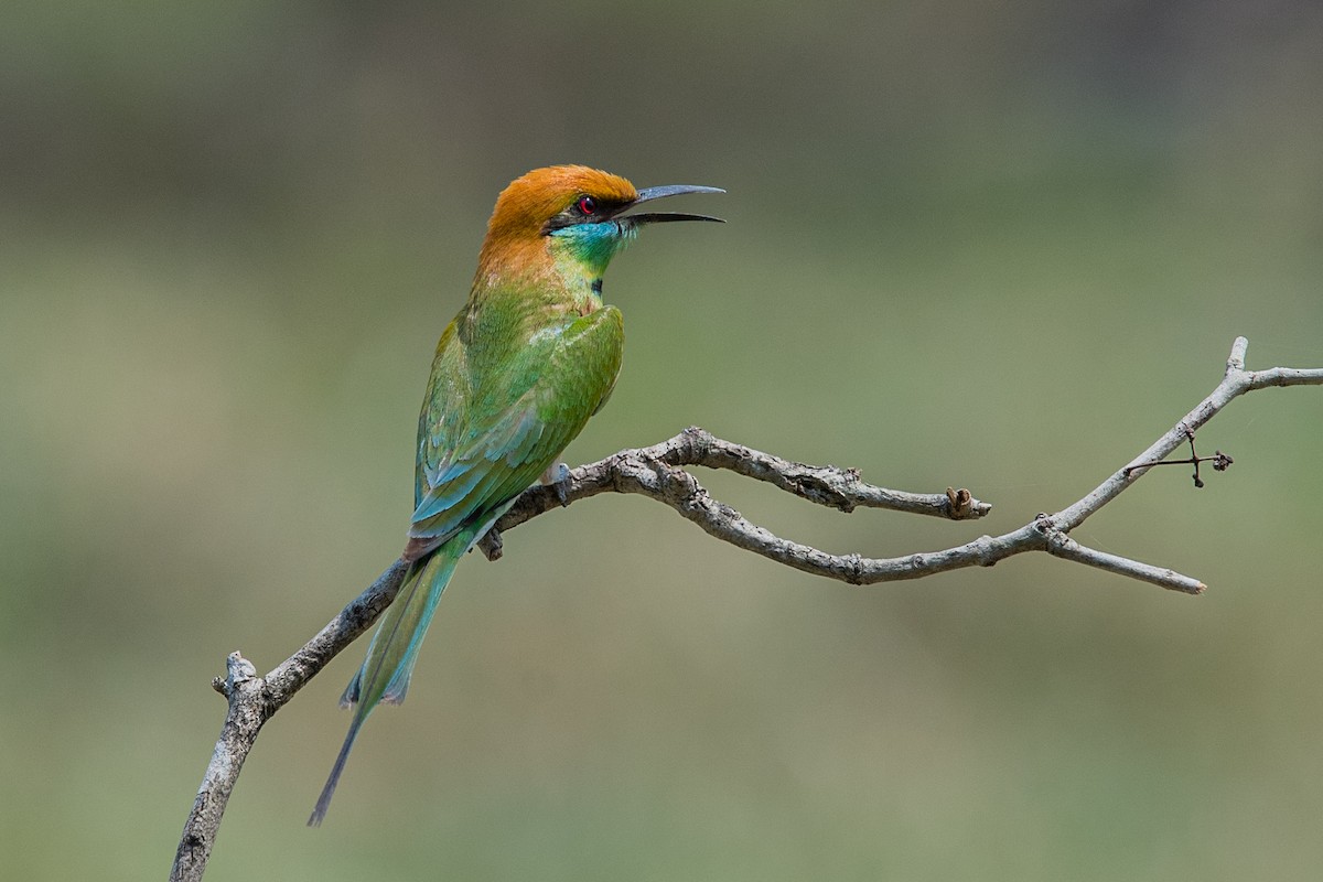 Asian Green Bee-eater - ML280877651