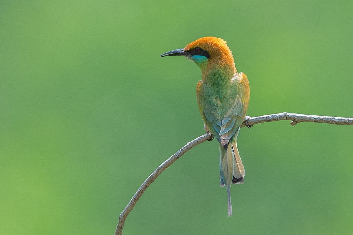 Asian Green Bee-eater - ML280877661