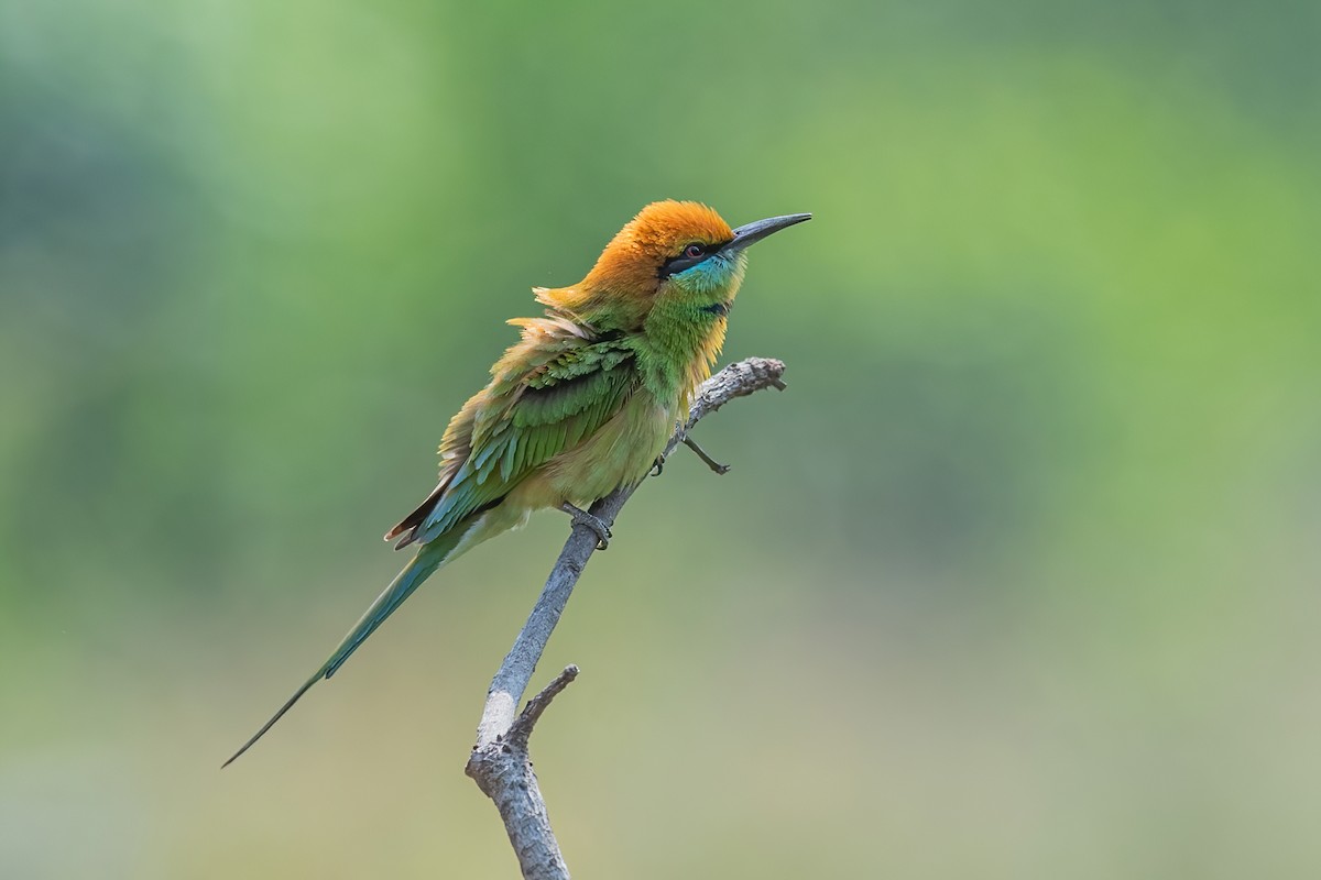 Asian Green Bee-eater - ML280877671