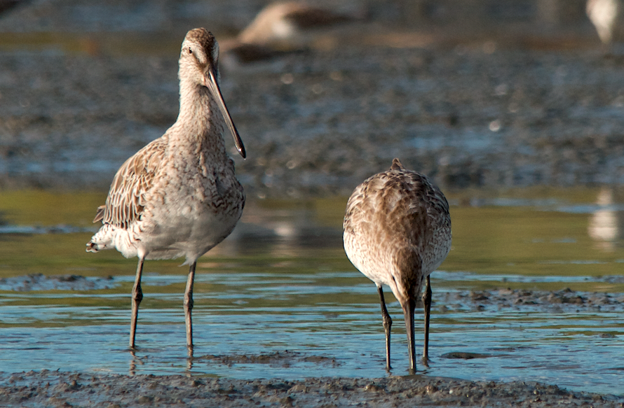 Asian Dowitcher - ML280885921