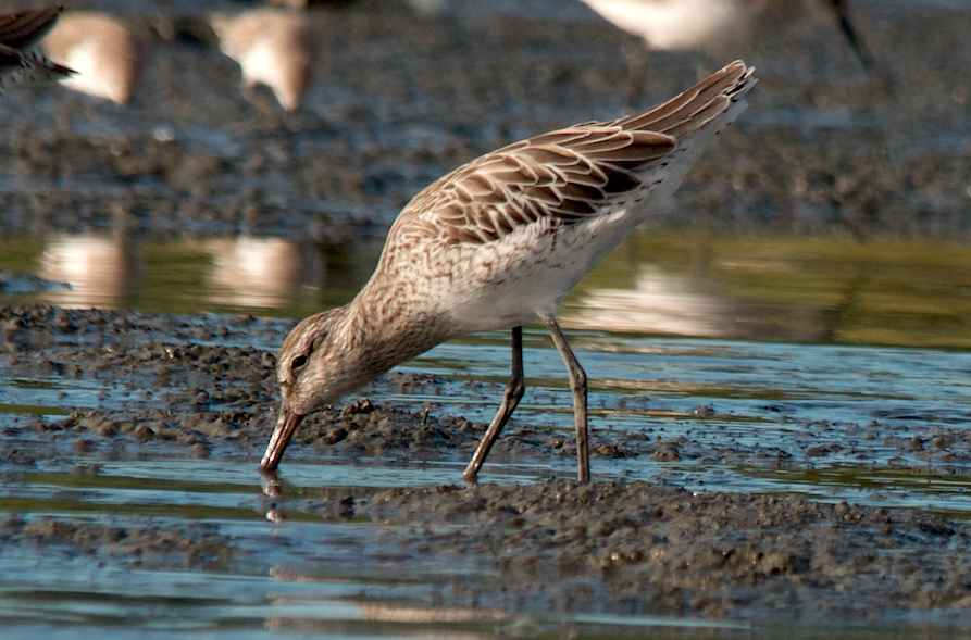 Asian Dowitcher - ML280885931
