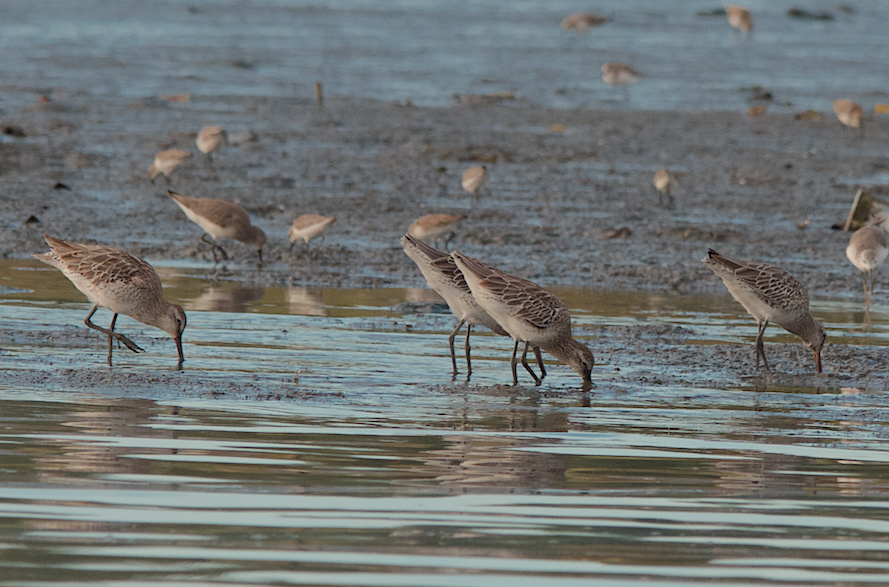 Asian Dowitcher - ML280885941