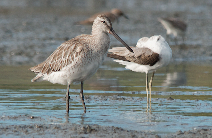Asian Dowitcher - ML280885951